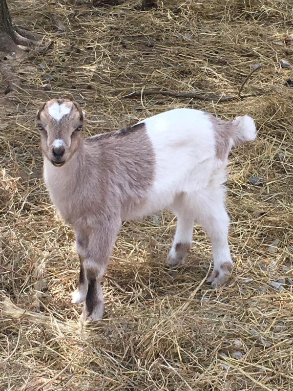 young goat kid